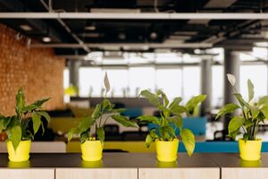 Biophilic Wellness